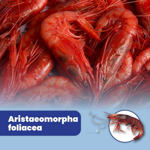 Aristaeomorpha foliacea