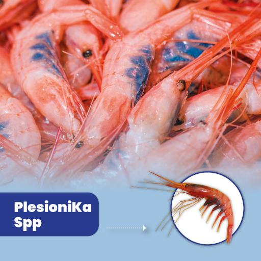 PlesioniKa Spp