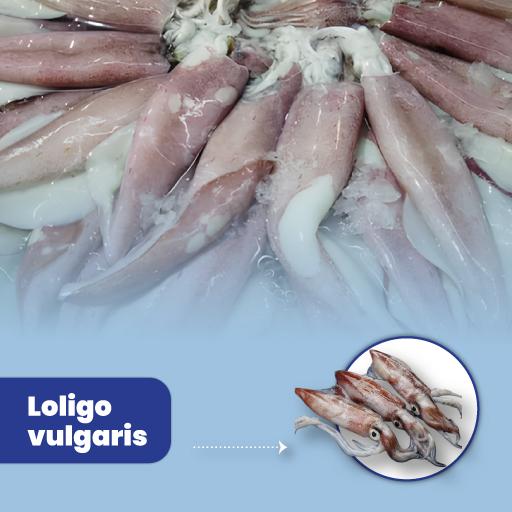 Loligo vulgaris